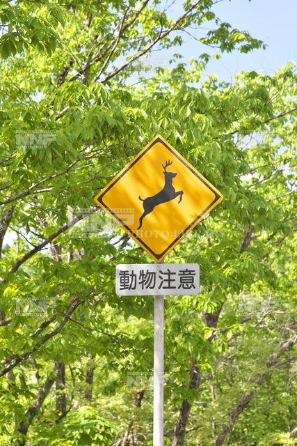 動物注意の標識 シカ 写真素材 ストックフォト Nnp Photo Library