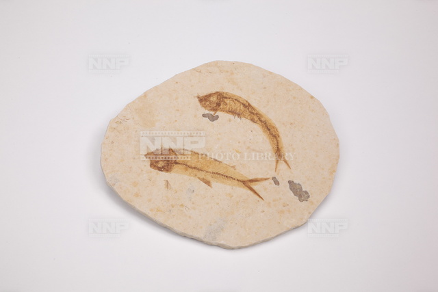 化石 魚の化石 フンの化石 写真素材 ストックフォト Nnp Photo Library