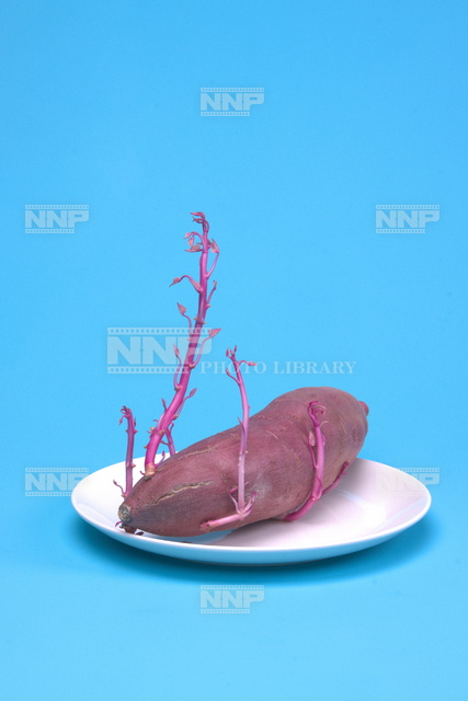 サツマイモの栄養生殖　8/10