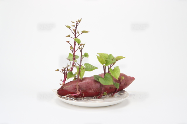 サツマイモの栄養生殖　8/15