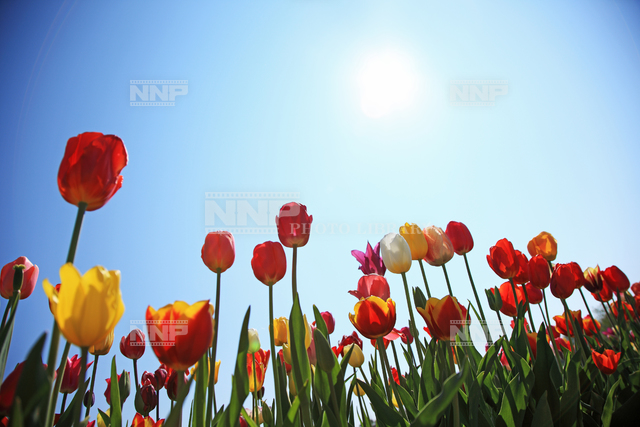 太陽に向かって咲くチュリップの花 花畑 写真素材 ストックフォト Nnp Photo Library