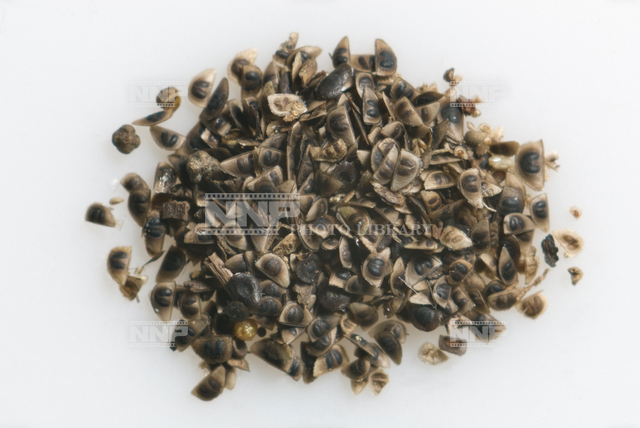 ミジンコ ダフニア ミジンコ属耐久卵 写真素材 ストックフォト Nnp Photo Library