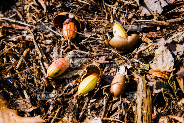 ドングリの芽ばえ / ≪写真素材・ストックフォト≫ NNP PHOTO LIBRARY