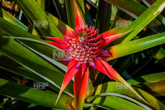 パイナップルの花 写真素材 ストックフォト Nnp Photo Library