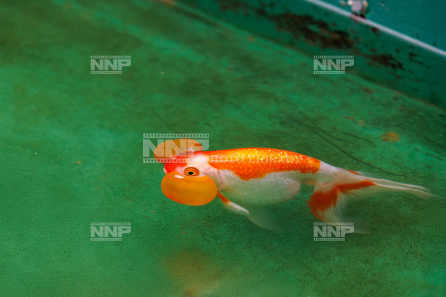 金魚　水疱眼