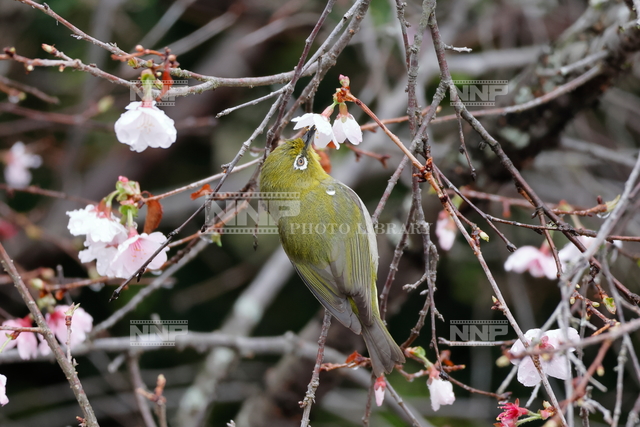 サクラの花とメジロ