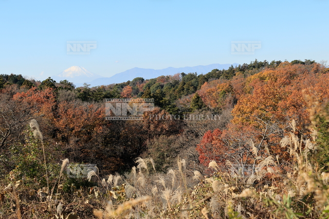 紅葉と富士山