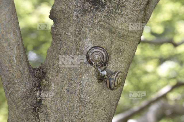 ミスジマイマイ