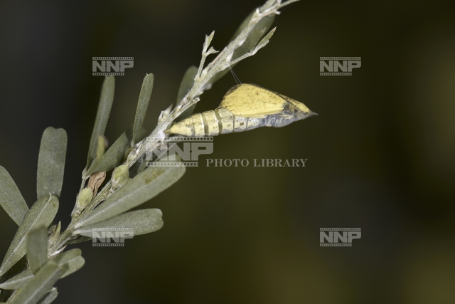 キタキチョウの羽化(1)