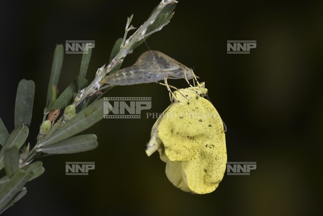 キタキチョウの羽化(10)