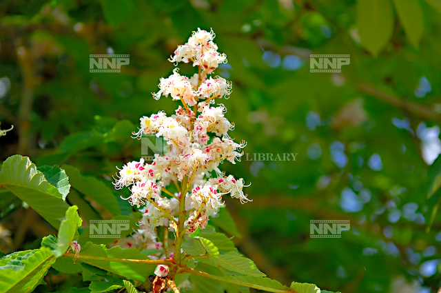 マロニエの花 写真素材 ストックフォト Nnp Photo Library