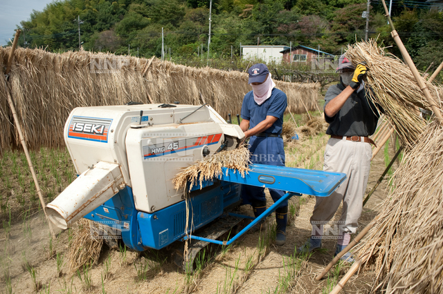 脱穀 / ≪写真素材・ストックフォト≫ NNP PHOTO LIBRARY