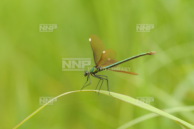 アオハダトンボ 雌 写真素材 ストックフォト Nnp Photo Library
