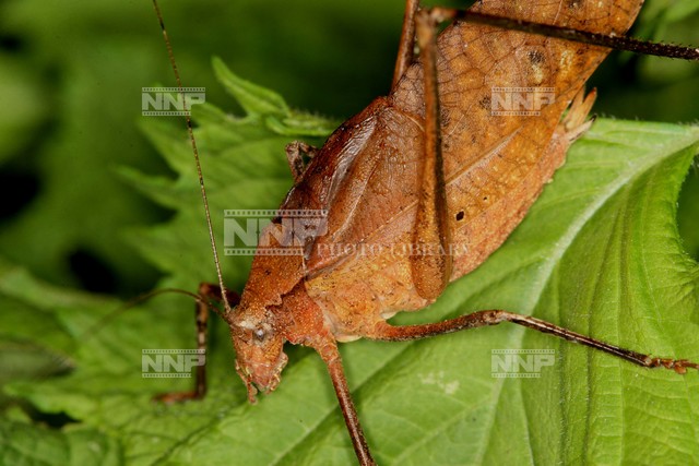 ウマオイ虫 / ≪写真素材・ストックフォト≫ NNP PHOTO LIBRARY