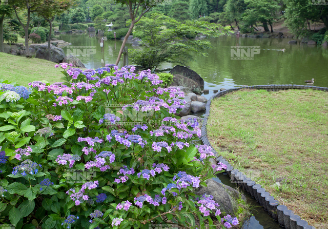 隅田公園日本庭園に咲くアジサイ 写真素材 ストックフォト Nnp Photo Library