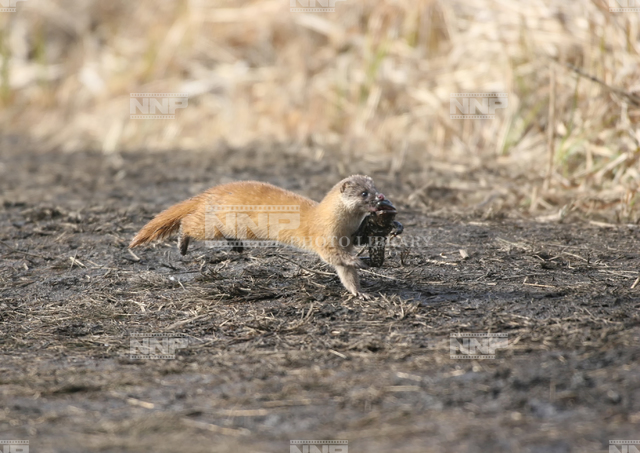 イタチ蛙捕る / ≪写真素材・ストックフォト≫ NNP PHOTO LIBRARY