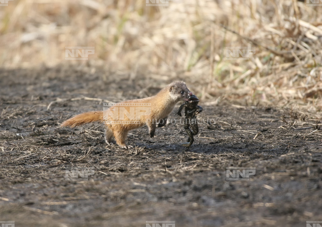 イタチ蛙捕る / ≪写真素材・ストックフォト≫ NNP PHOTO LIBRARY