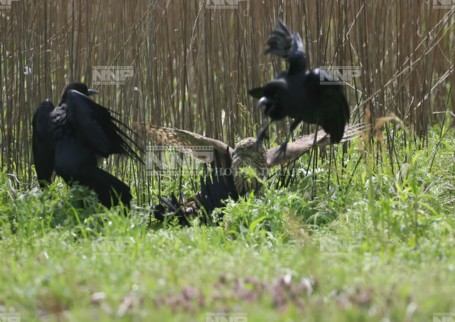 オオタカ カラス捕る / ≪写真素材・ストックフォト≫ NNP PHOTO LIBRARY