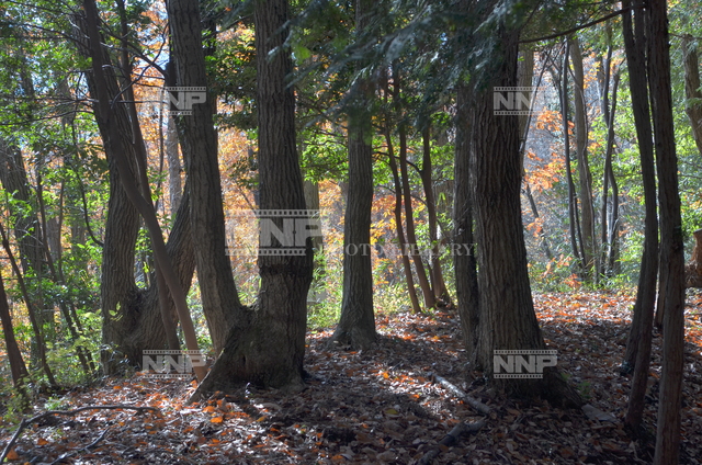 木立 / ≪写真素材・ストックフォト≫ NNP PHOTO LIBRARY