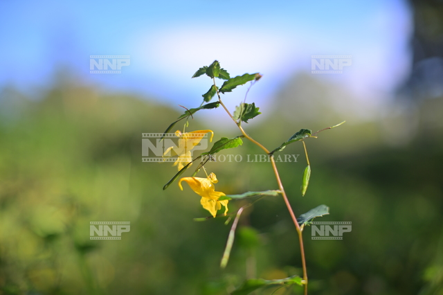 キツリフネソウ 写真素材 ストックフォト Nnp Photo Library