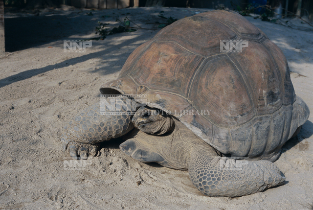 ゾウガメ / ≪写真素材・ストックフォト≫ NNP PHOTO LIBRARY