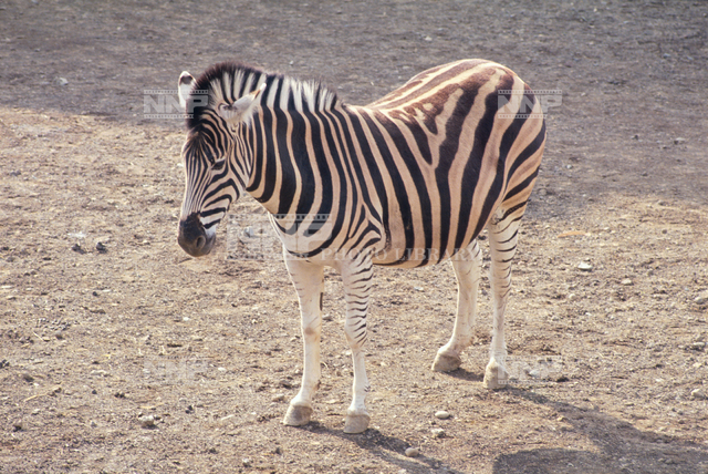 シマウマ