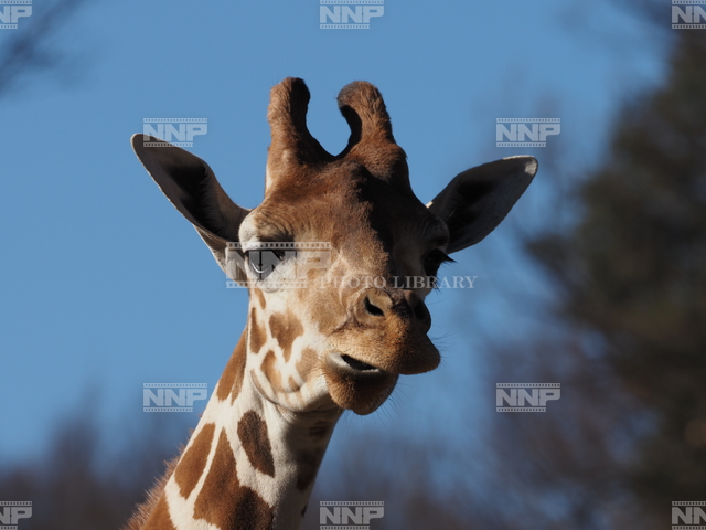 キリン / ≪写真素材・ストックフォト≫ NNP PHOTO LIBRARY