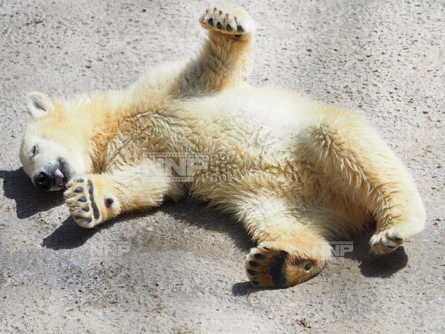 ホッキョクグマの子　日なたぼっこ