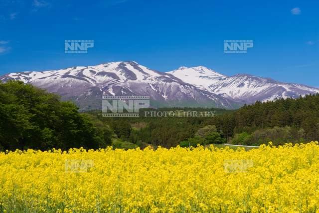 菜の花畑と鳥海山 写真素材 ストックフォト Nnp Photo Library