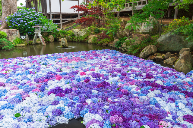 雨引観音とあじさい 写真素材 ストックフォト Nnp Photo Library