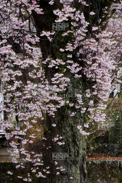 枝垂れ桜 / ≪写真素材・ストックフォト≫ NNP PHOTO LIBRARY