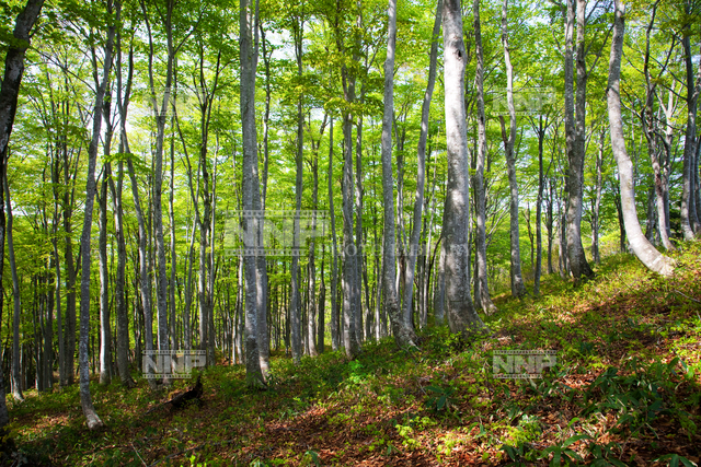 ブナ林 大嵐山 / ≪写真素材・ストックフォト≫ NNP PHOTO LIBRARY