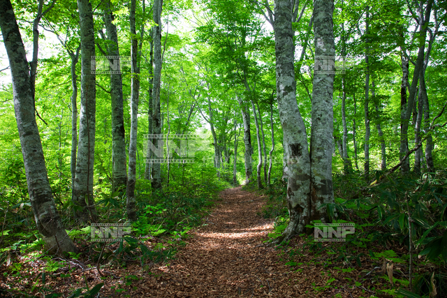 新緑のブナ林 カヤノ平高原 写真素材 ストックフォト Nnp Photo Library