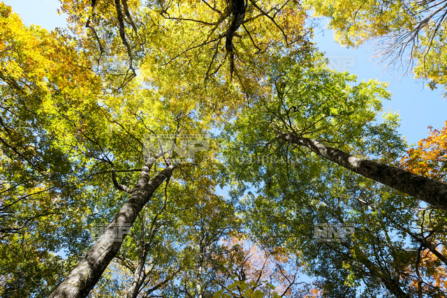 紅葉のブナ林 / ≪写真素材・ストックフォト≫ NNP PHOTO LIBRARY