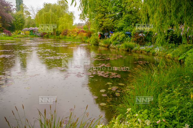 ウォーターガーデン-スイレン-植物