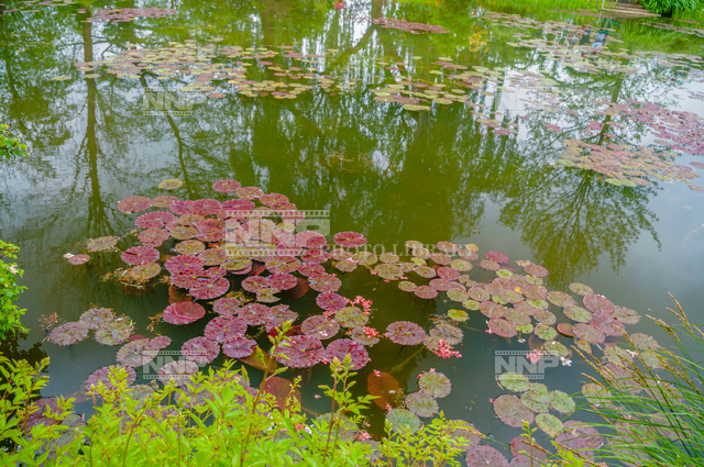 水生植物-海岸-アイデア