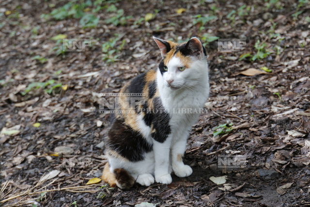 猫　ねこ　ネコ