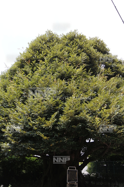 旧細川邸のシイ / ≪写真素材・ストックフォト≫ NNP PHOTO LIBRARY