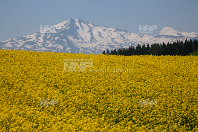 菜の花と鳥海山 写真素材 ストックフォト Nnp Photo Library