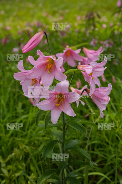 高清水自然公園 ヒメサユリ群生地 写真素材 ストックフォト Nnp Photo Library