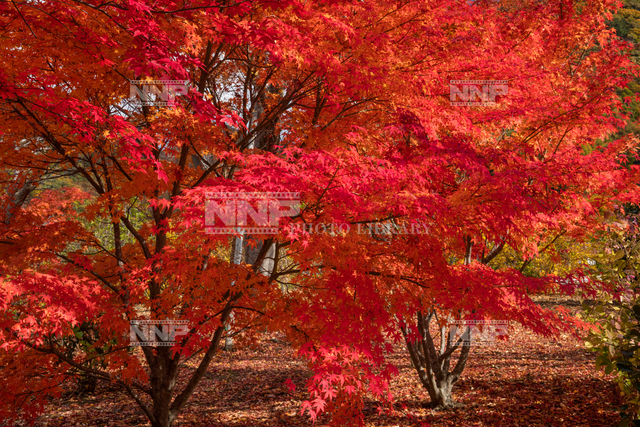 モミジの紅葉 / ≪写真素材・ストックフォト≫ NNP PHOTO LIBRARY