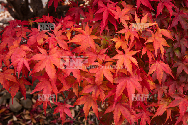 モミジの紅葉 / ≪写真素材・ストックフォト≫ NNP PHOTO LIBRARY