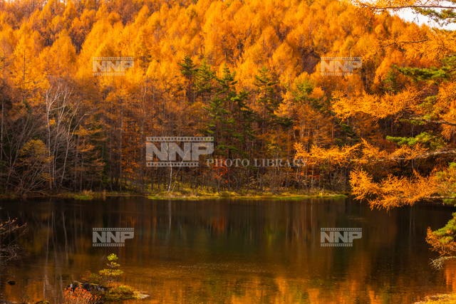 紅葉の御射鹿池 写真素材 ストックフォト Nnp Photo Library