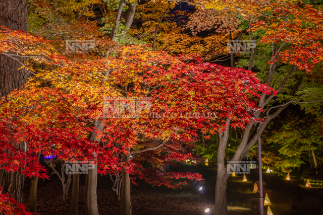 国営武蔵丘陵森林公園 カエデ園のライトアップ 写真素材 ストックフォト Nnp Photo Library