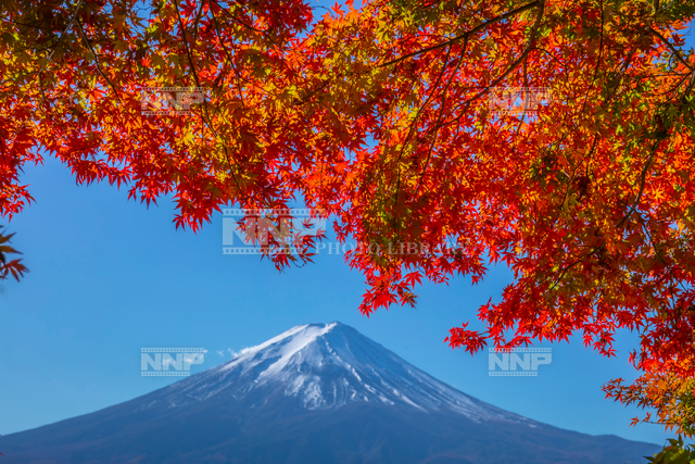 富士山とモミジの紅葉 写真素材 ストックフォト Nnp Photo Library