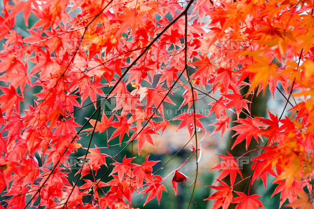 モミジの紅葉 / ≪写真素材・ストックフォト≫ NNP PHOTO LIBRARY