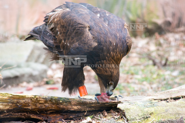 日本イヌワシ / ≪写真素材・ストックフォト≫ NNP PHOTO LIBRARY