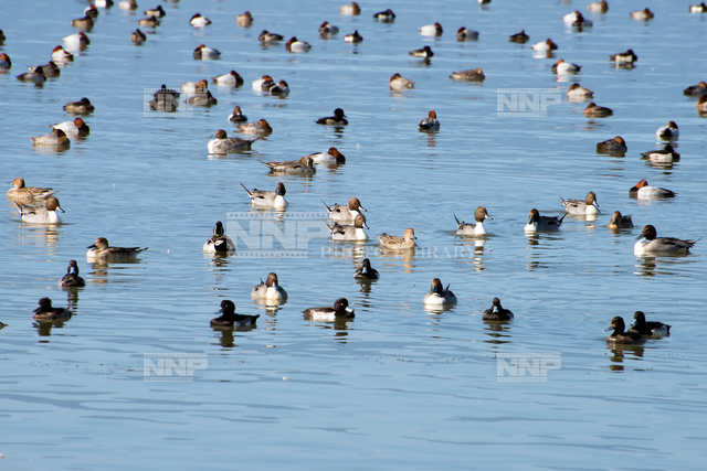 混群 / ≪写真素材・ストックフォト≫ NNP PHOTO LIBRARY