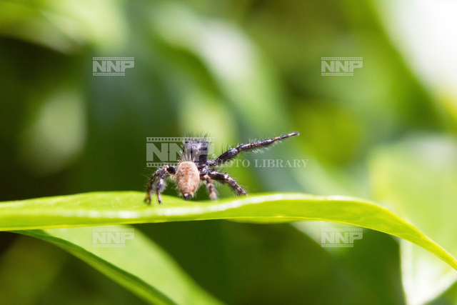 ハエトリグモ 写真素材 ストックフォト Nnp Photo Library