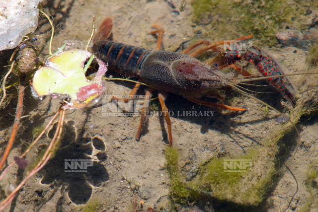 アメリカザリガニ 写真素材 ストックフォト Nnp Photo Library